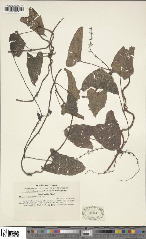 Dioscorea hamiltonii Hook.f. - BM001049146