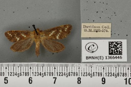 Phymatopus hecta (Linnaeus, 1758) - BMNHE_1366446_186720