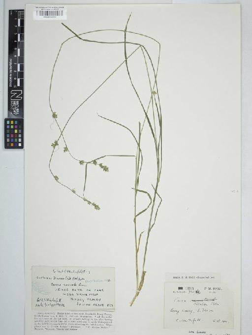 Carex divulsa subsp. divulsa Stokes - BM001131419C