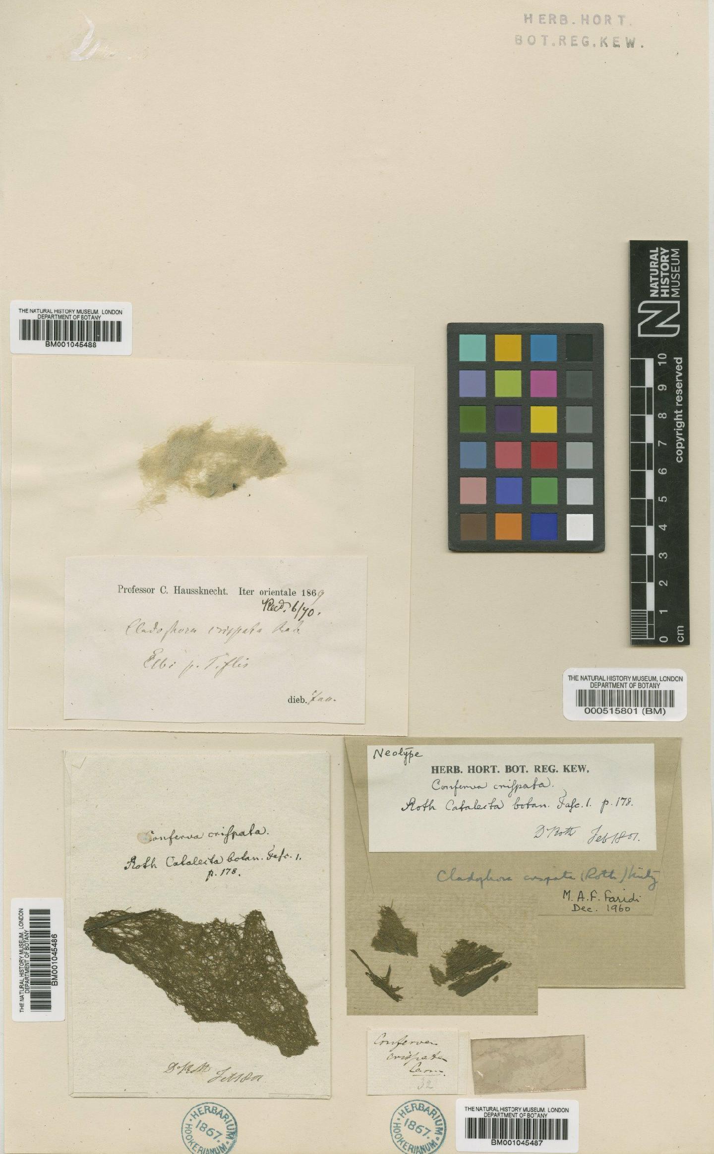 To NHMUK collection (Cladophora crispata (Roth) Kütz.; NHMUK:ecatalogue:736863)