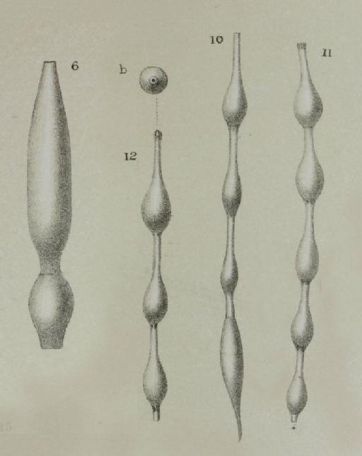 Nodosaria pyrula Costa Ms., 1894 - ZF1967_62_11-12_Grigelis.jpg