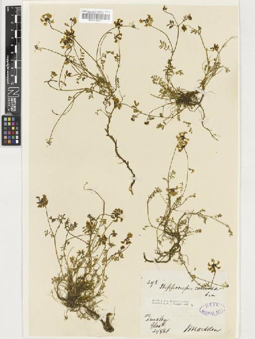 Hippocrepis comosa L. - BM001036171