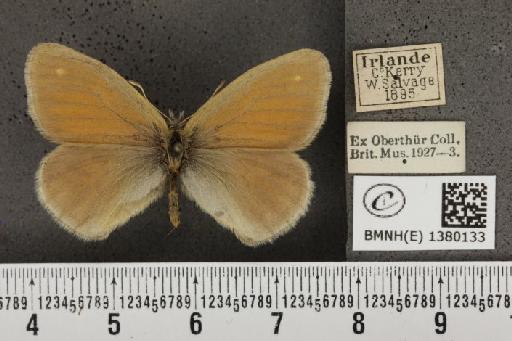 Coenonympha tullia polydama (Haworth, 1803) - BMNHE_1380133_160889