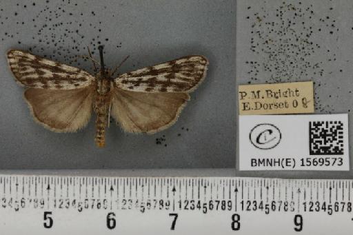 Coscinia cribraria bivittata (South, 1900) - BMNHE_1569573_496750