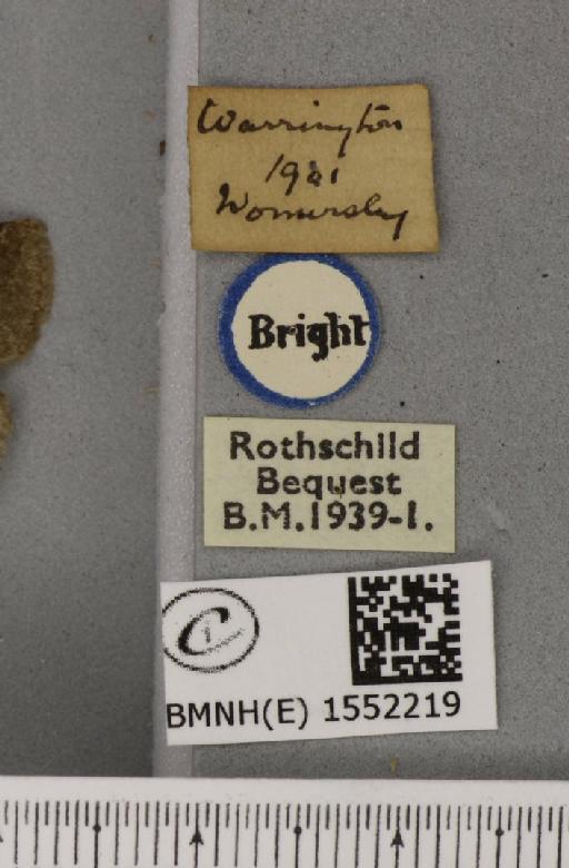 Ochropacha duplaris ab. obscura Tutt, 1888 - BMNHE_1552219_label_237188