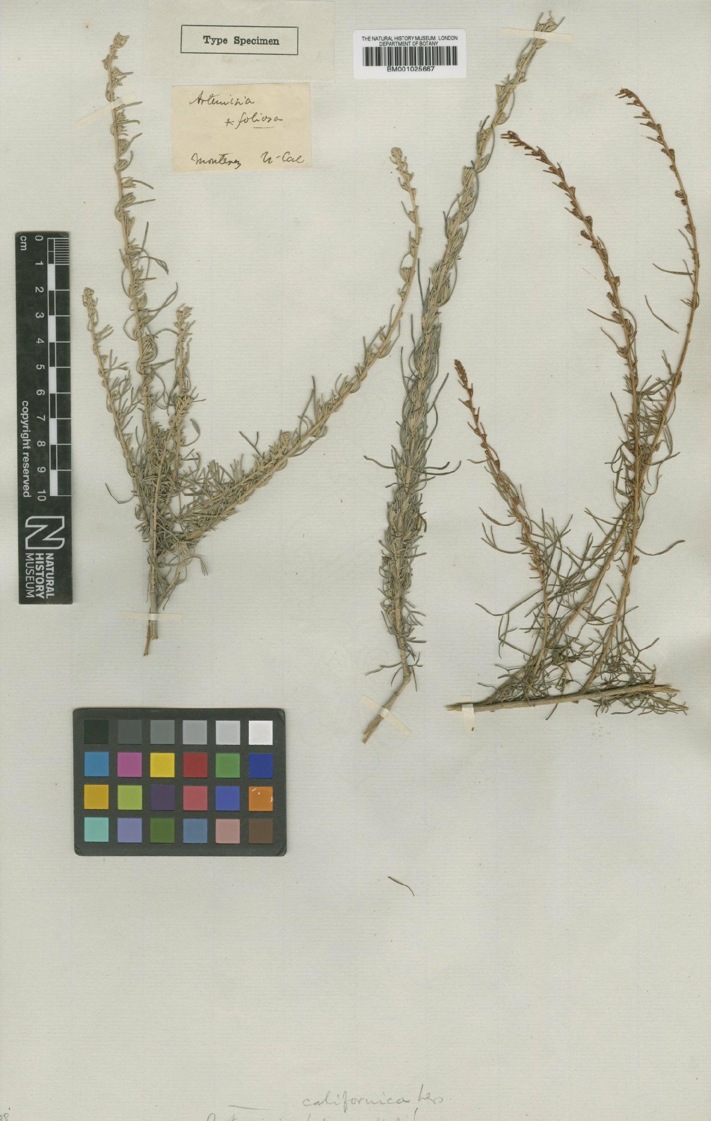 To NHMUK collection (Artemisia californica Less.; Type; NHMUK:ecatalogue:1186719)