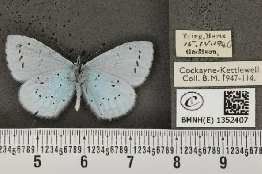 Celastrina argiolus britanna (Verity, 1919) - BMNHE_1352407_145642