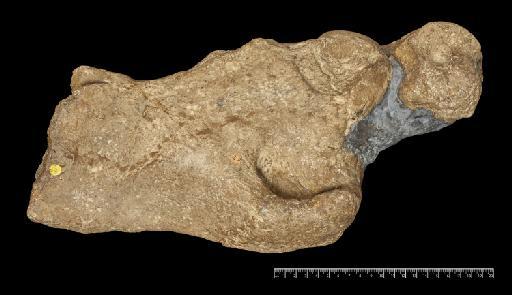 Scelidotherium leptocephalum Owen, 1840 - NHMUK PV M 3587 (1).tif