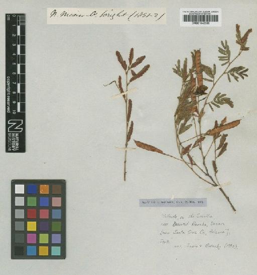Chamaecrista serpens var. wrightii (A.Gray) H.S.Irwin & Barneby - BM001042590