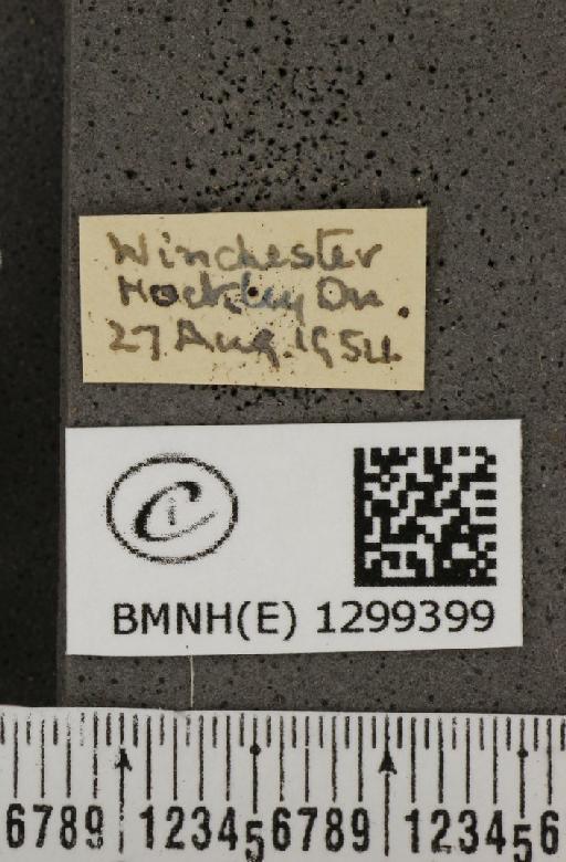Polyommatus icarus icarus ab. obsoleta Gillmer, 1908 - BMNHE_1299399_label_150301
