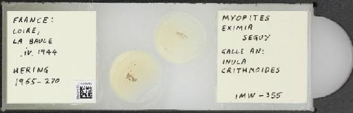 Myopites eximius Seguy, 1932 - BMNHE_1444946_59864