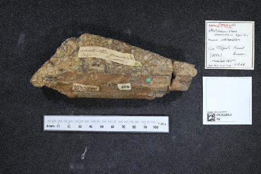 Asteracanthus granulosus Egerton, 1854 - 010022050_L010040535