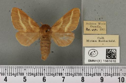 Malacosoma castrensis castrensis (Linnaeus, 1758) - BMNHE_1561618_239961