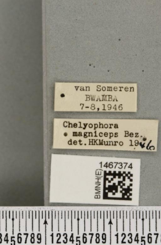 Bistrispinaria magniceps (Bezzi, 1918) - BMNHE_1467374_label_27760