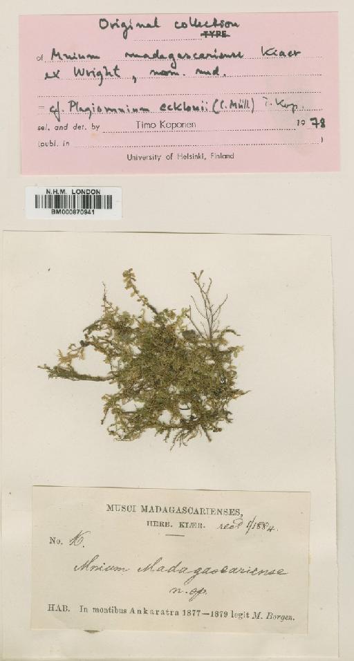 Plagiomnium rhynchophorum (Hook.) T.J.Kop. - BM000870941