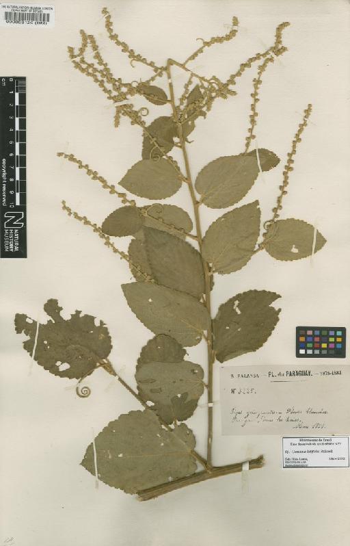 Gouania latifolia Reissek - BM000089120