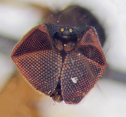 Urodolichus gracilis Lamb, 1922 - Urodolichus_gracilis-248369-head_frontal-80_0x