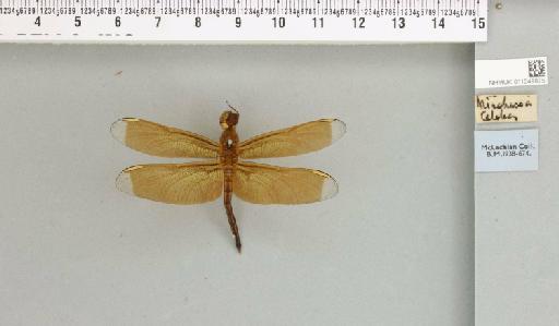 Neurothemis manadensis (Boisduval, 1835) - 011249875_99232_1255810_2