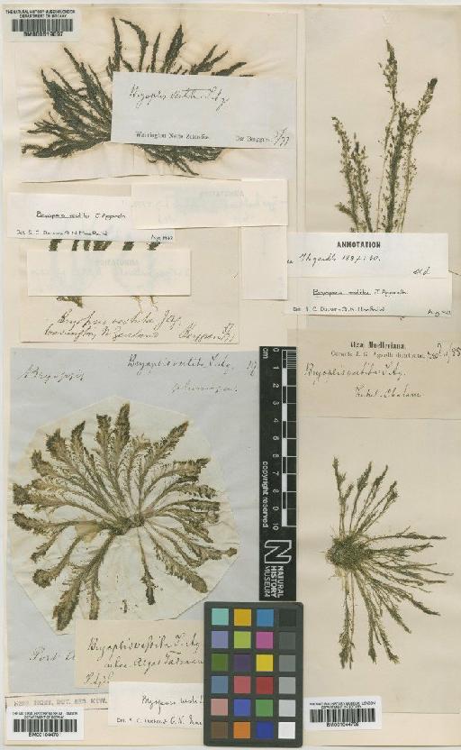 Bryopsis vestita J.Agardh - BM000619097_b