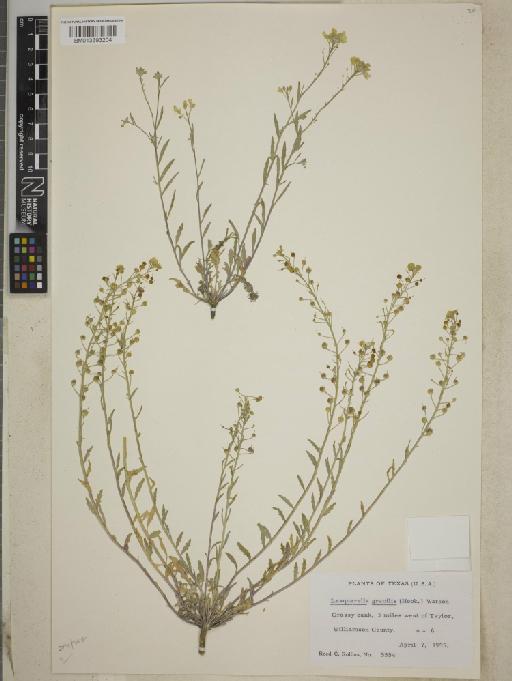 Lesquerella gracilis subsp. gracilis - BM013393204