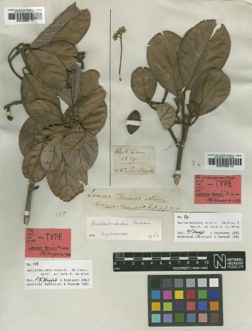 Beilschmiedia tarairi (A.Cunn.) Benth. & Hook.f. ex Kirk - BM000990141
