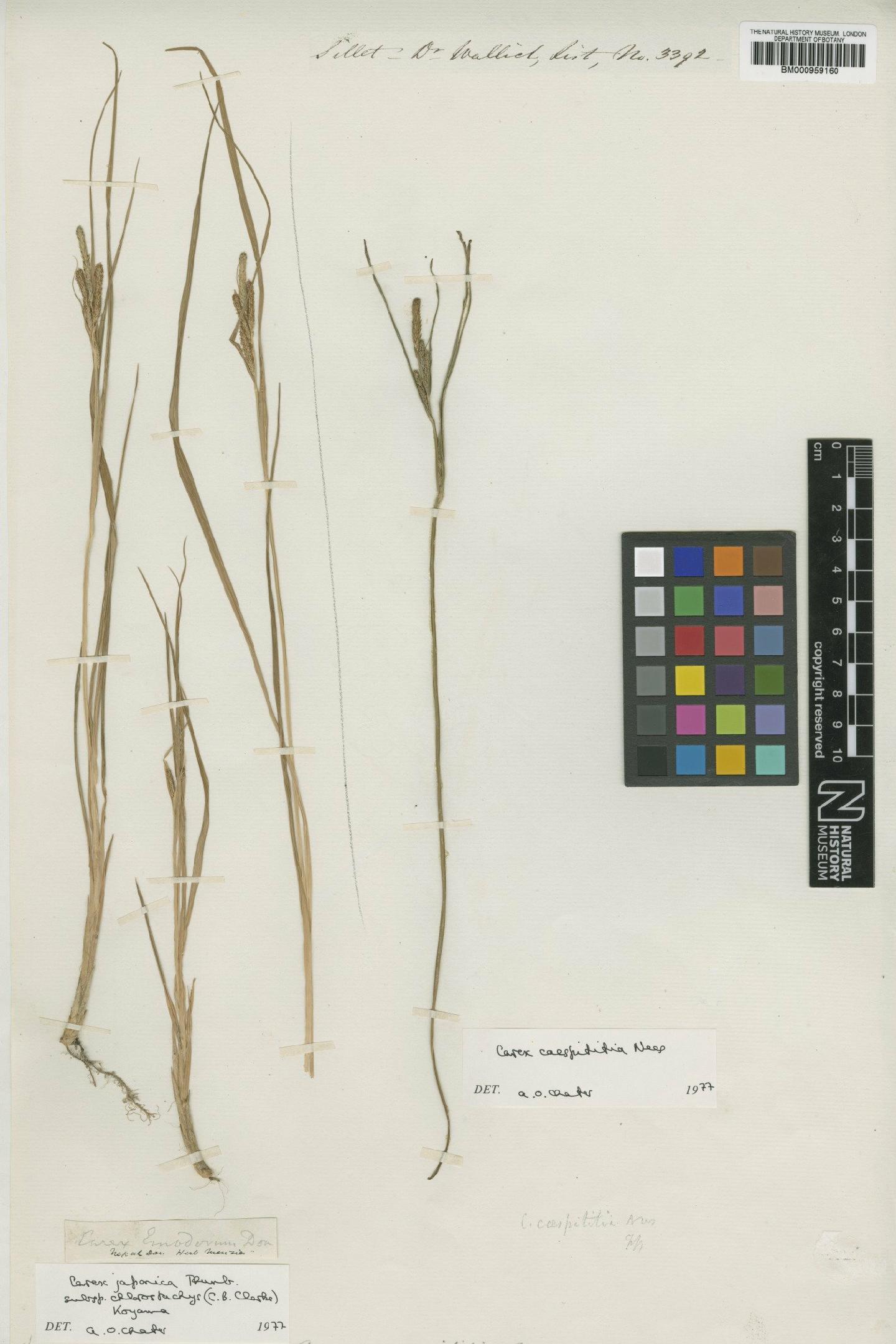 To the Natural History Museum, London (Carex emodorum Spreng. BM000959160 type 1)