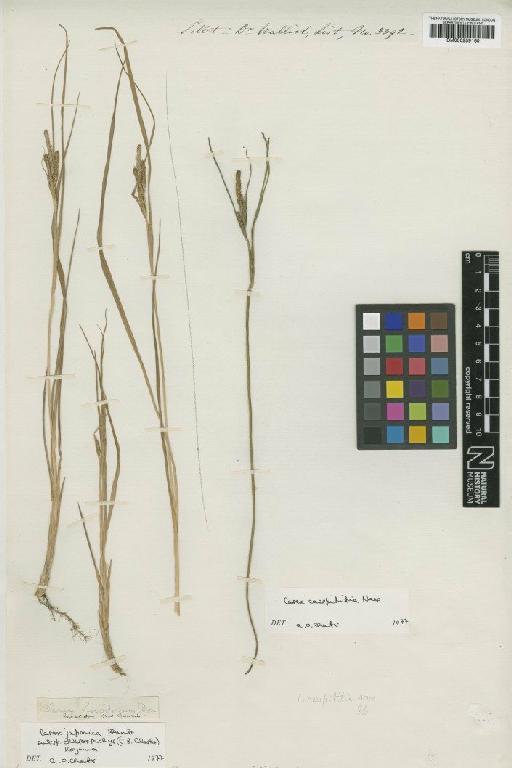 Carex emodorum Spreng. - BM000959160