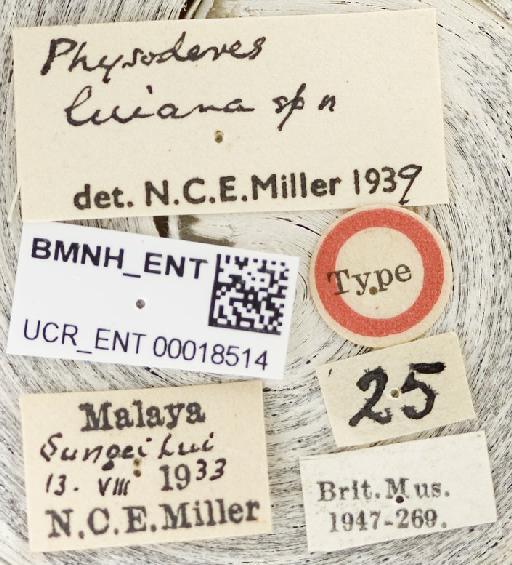 Physoderes luiana Miller, N.C.E., 1940 - Physoderes luiana-BMNH(E)1706299-Non type female labels UCR_ENT 00018514