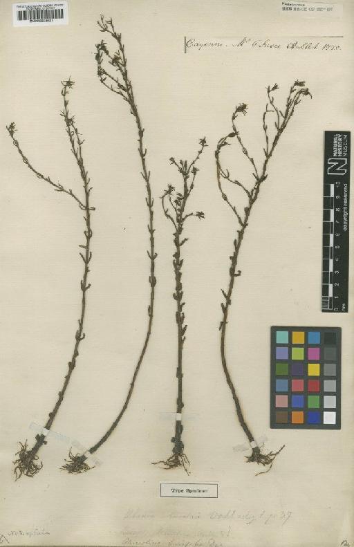 Acisanthera trivalvis (Aubl.) Cogn. - BM000953921