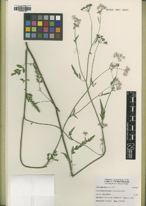 Torilis japonica (Houtt.) DC. - BM000954690