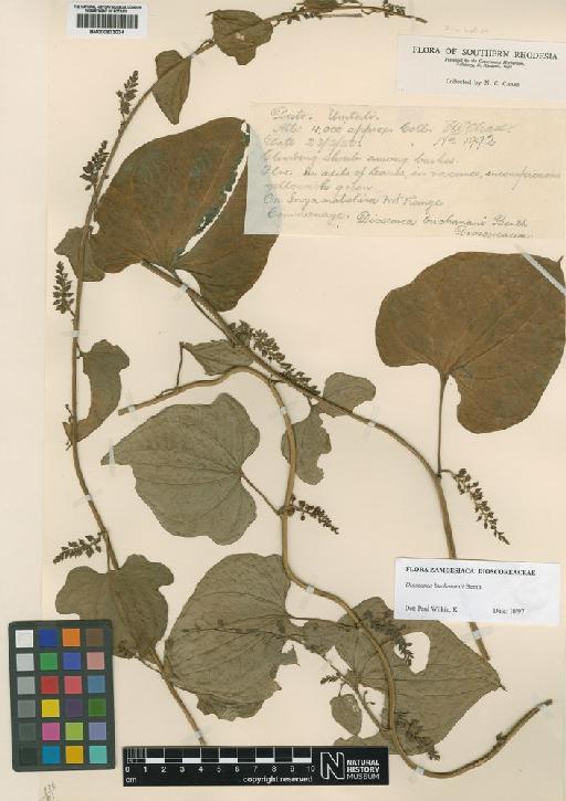 Dioscorea buchananii Benth. - BM000833034