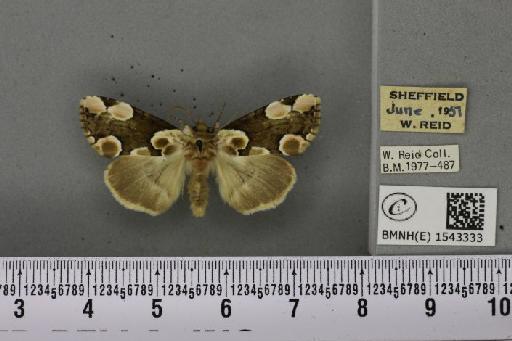 Thyatira batis (Linnaeus, 1758) - BMNHE_1543333_234983