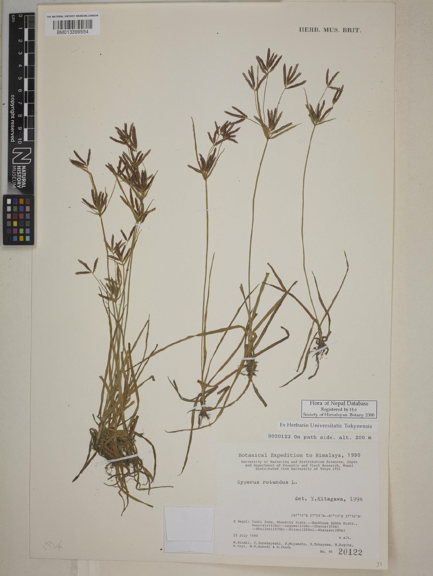 To NHMUK collection (Cyperus rotundus L.; NHMUK:ecatalogue:9331461)