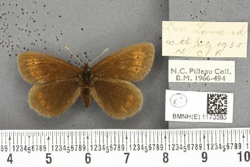 Erebia epiphron mnemon f. scotica Cooke, 1943 - BMNHE_1173583_29490