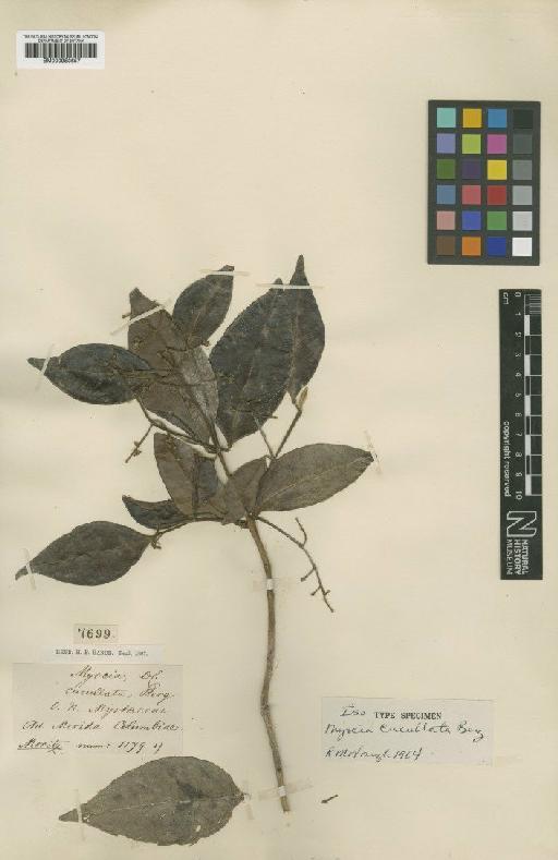 Myrcia splendens (Sw.) DC. - BM000953657