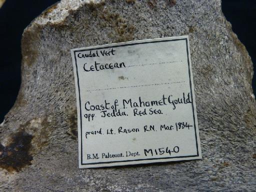 Cetacea Brisson, 1762 - Label attached to specimen PV M 1540