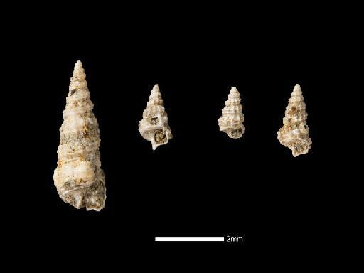 Cerithium swartii - NHM_UK_PI_TG_26948_M_1