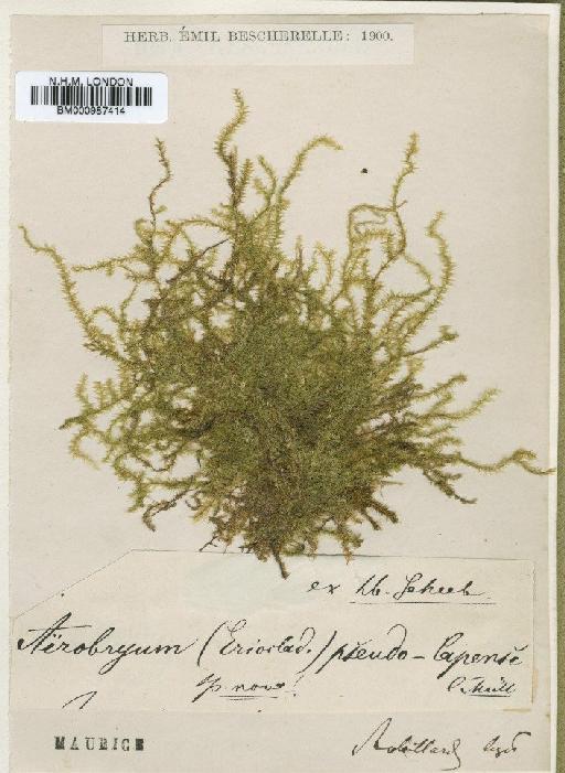 Aerobryopsis capensis (Müll.Hal.) M.Fleisch. - BM000987414