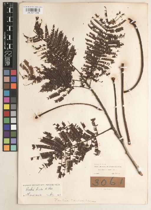 Parkia bicolor A.Chev. - BM013719198