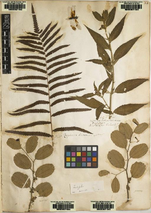 Polypodium unitum L. - BM000621842