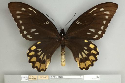 Ornithoptera croesus croesus Wallace, 1859 - 013604982__