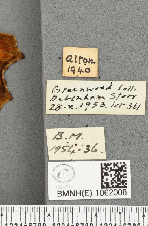 Polygonia c-album ab. suffusa Frohawk, 1938 - BMNHE_1062008_label_22850