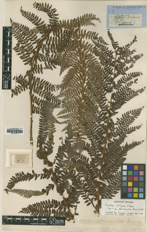 Polystichum proliferum (R.Br.) C.Presl - BM001048778