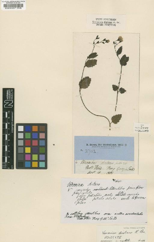 Veronica distans R.Br. - BM000551287