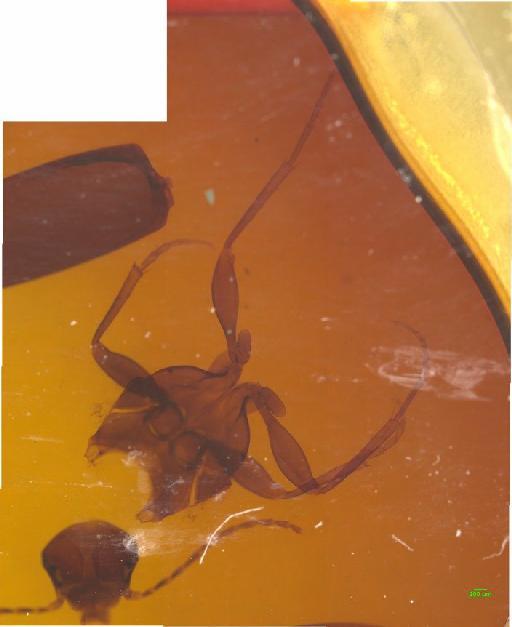 Amarotypus edwardsi Bates, 1872 - 010189240__