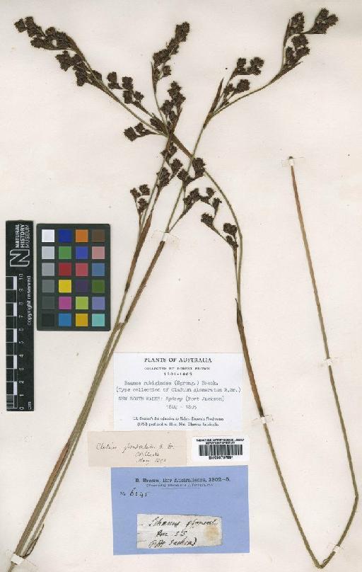 Machaerina rubiginosa (Sol. ex G.Forst.) T.Koyama - BM000797591