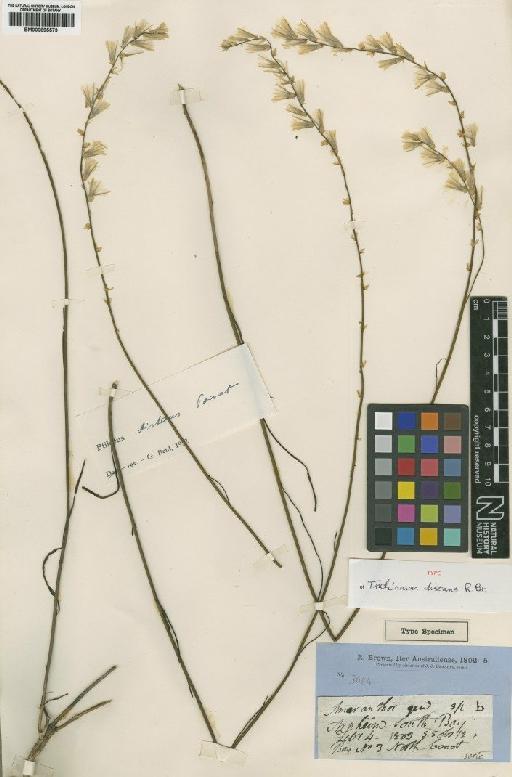 Ptilotus distans (R.Br.) F.Muell. - BM000895573