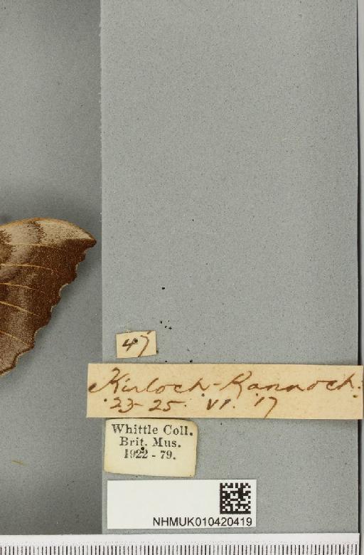 Laothoe populi populi (Linnaeus, 1758) - NHMUK_010420419_label_526574
