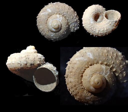 Cyclotopsis pectinata J.Gerlach et al., 2023 - 20220190, HOLOTYPE, Cyclotopsis pectinata J.Gerlach et al., 2023