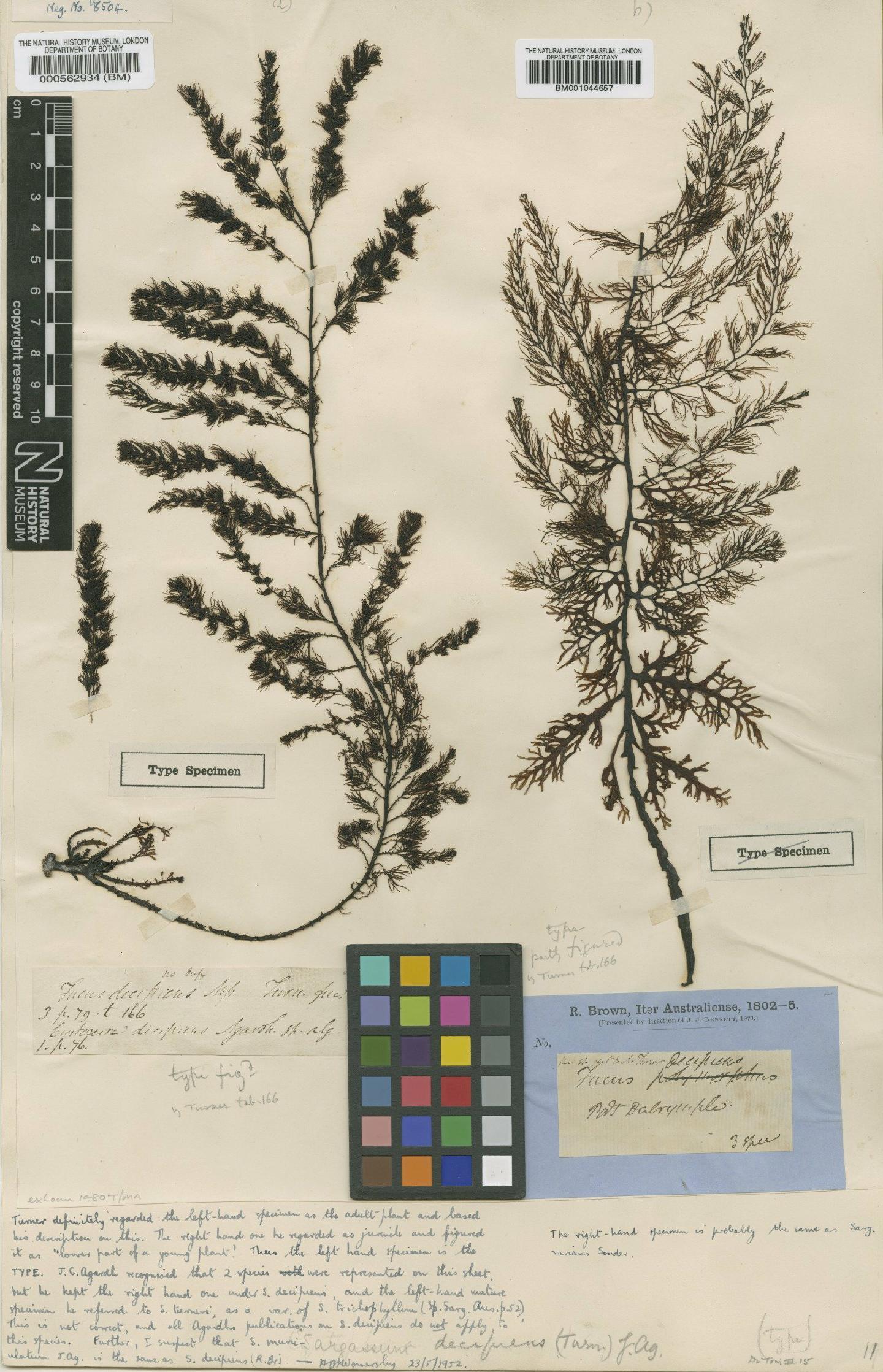 To NHMUK collection (Sargassum decipiens (R.Br. ex Turner) Agardh; NHMUK:ecatalogue:634170)